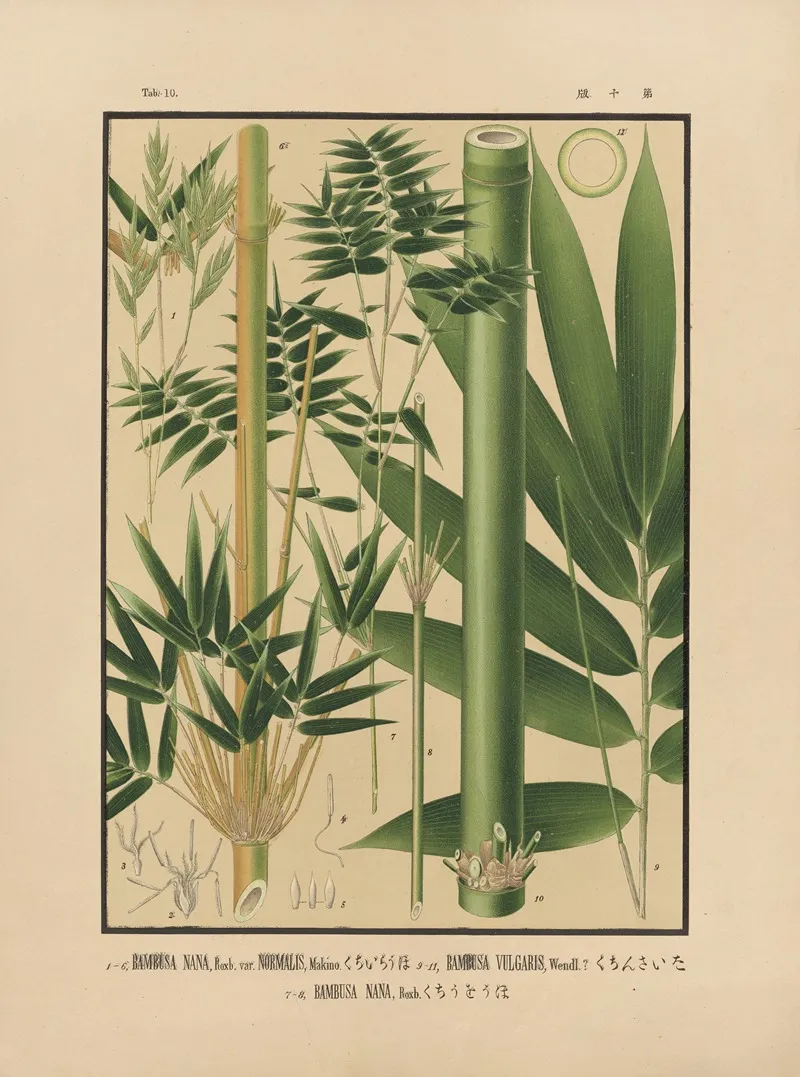 Icones Of The Bamboos Of Japan Nihon Chikurui Zufu Pl 10 Wall Art by Yasuyoshi Shirasawa - High-Resolution Digital Print