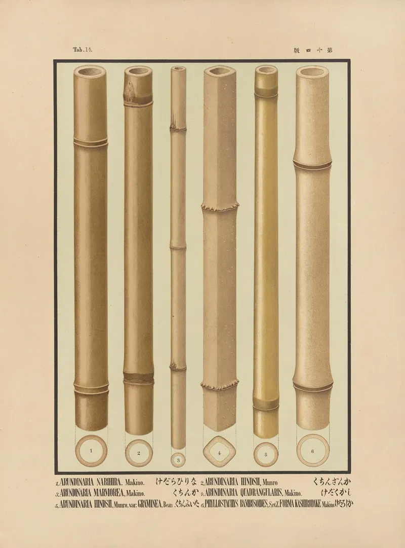 Icones Of The Bamboos Of Japan Nihon Chikurui Zufu Pl 14 Wall Art by Yasuyoshi Shirasawa - High-Resolution Digital Print