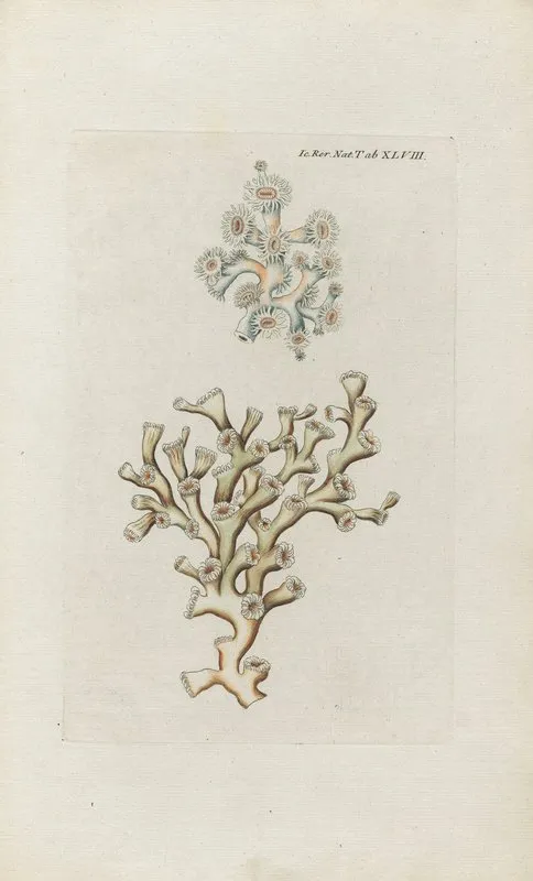 Icones Rerum Naturalium Ou Figures Enluminees Dhistoire Naturelle Du Nord Pl 48 Wall Art by Peder Ascanius - High-Resolution Digital Print