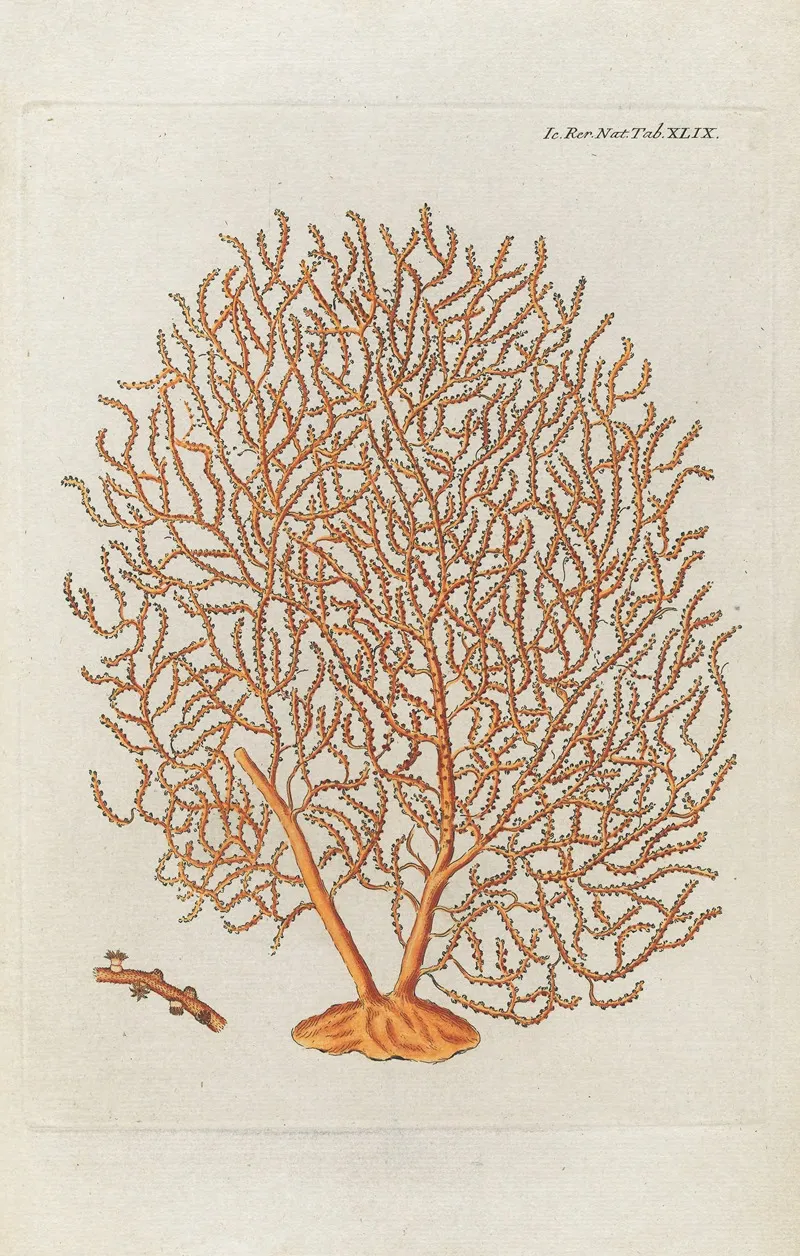 Icones Rerum Naturalium Ou Figures Enluminees Dhistoire Naturelle Du Nord Pl 49 Wall Art by Peder Ascanius - High-Resolution Digital Print