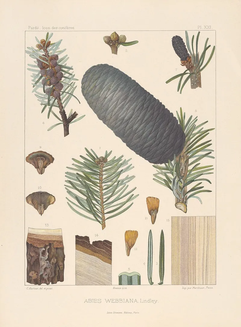 Iconographie Des Coniferes Pl 01 Wall Art by Léon Gabriel Charles Pardé - High-Resolution Digital Print