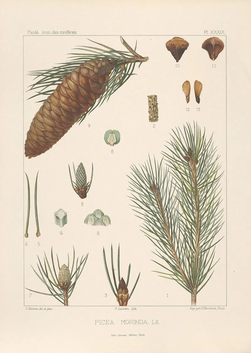 Iconographie Des Coniferes Pl 02 Wall Art by Léon Gabriel Charles Pardé - High-Resolution Digital Print