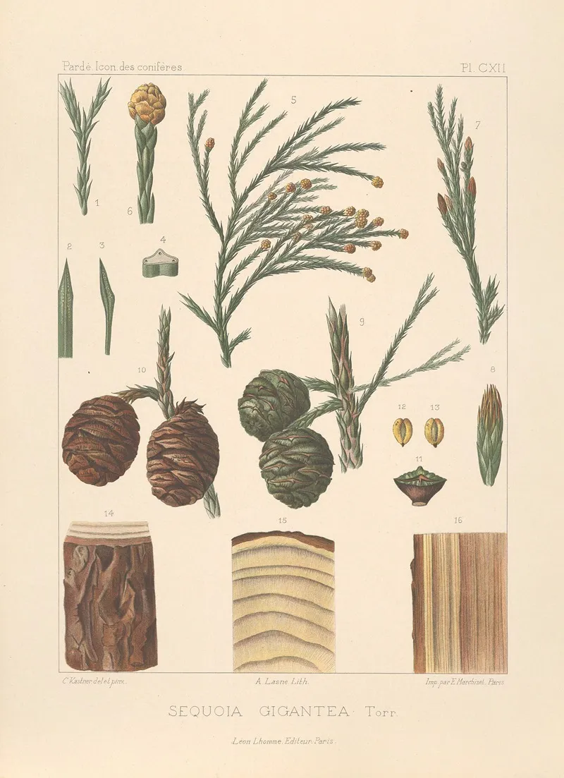 Iconographie Des Coniferes Pl 04 Wall Art by Léon Gabriel Charles Pardé - High-Resolution Digital Print