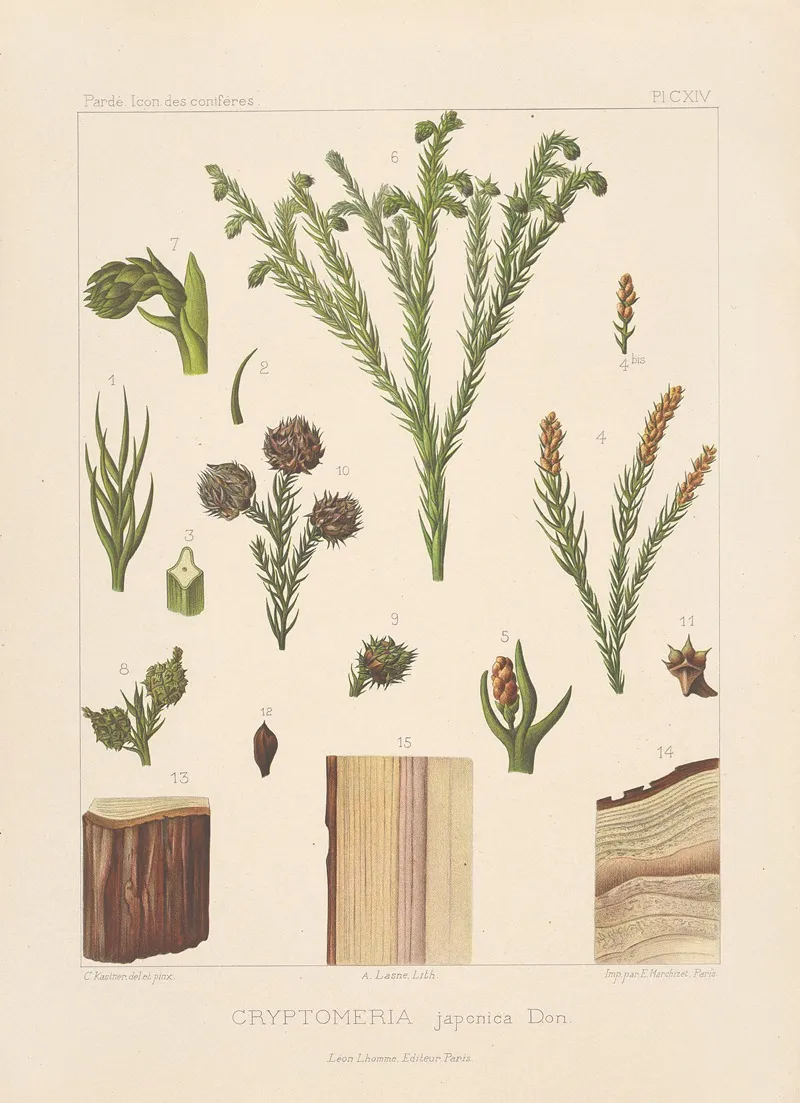 Iconographie Des Coniferes Pl 05 Wall Art by Léon Gabriel Charles Pardé - High-Resolution Digital Print