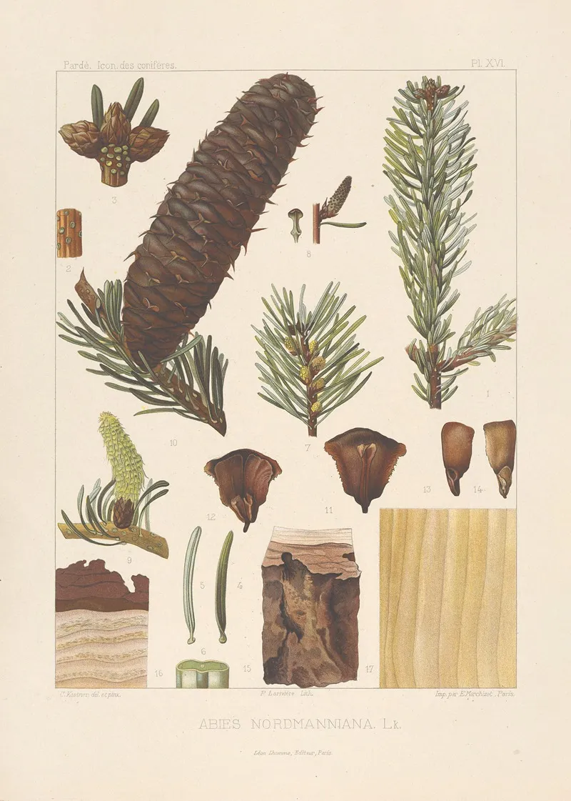 Iconographie Des Coniferes Pl 06 Wall Art by Léon Gabriel Charles Pardé - High-Resolution Digital Print