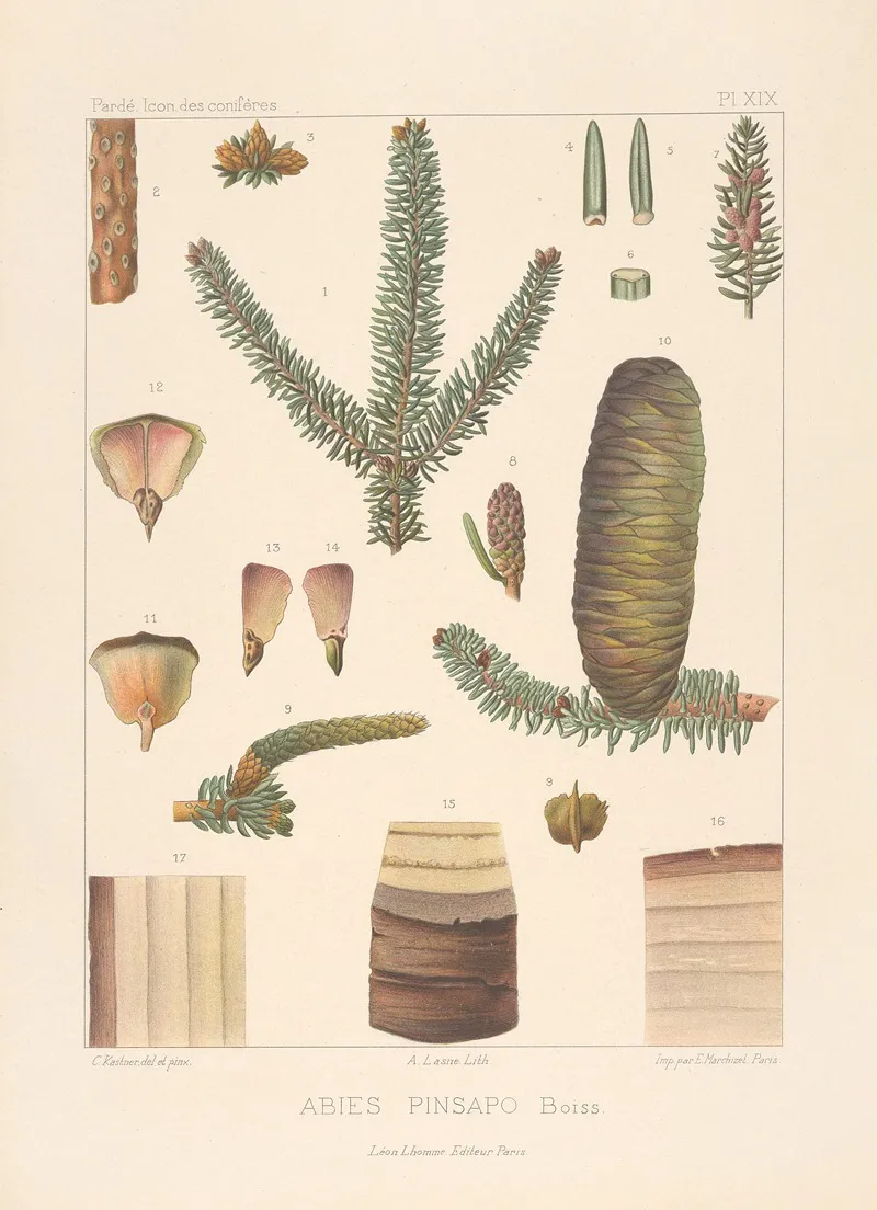 Iconographie Des Coniferes Pl 08 Wall Art by Léon Gabriel Charles Pardé - High-Resolution Digital Print