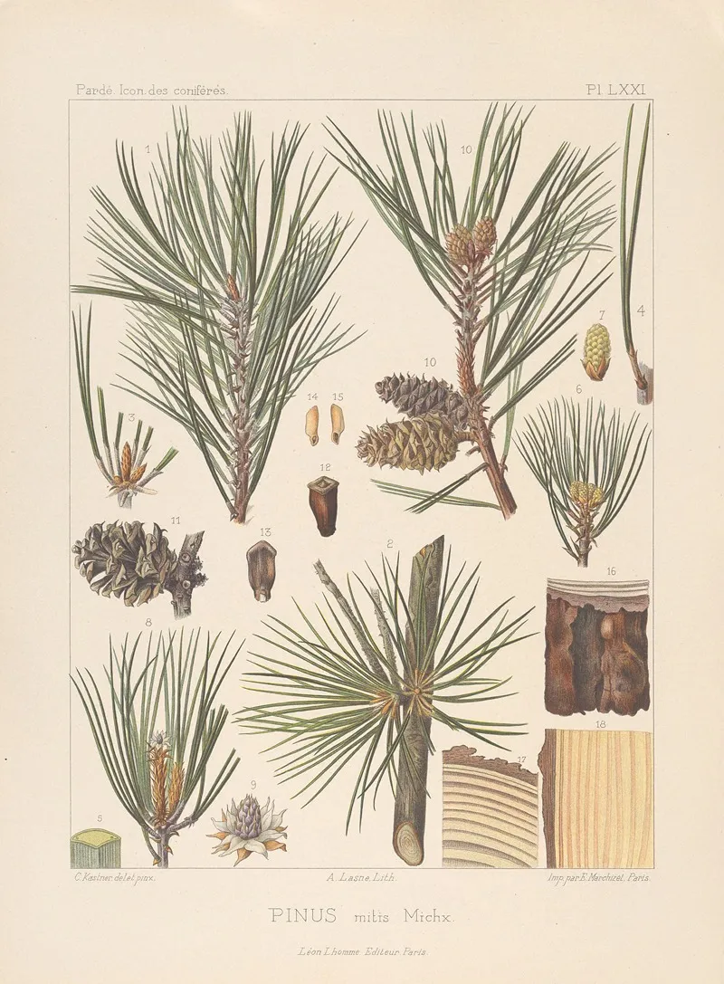 Iconographie Des Coniferes Pl 10 Wall Art by Léon Gabriel Charles Pardé - High-Resolution Digital Print