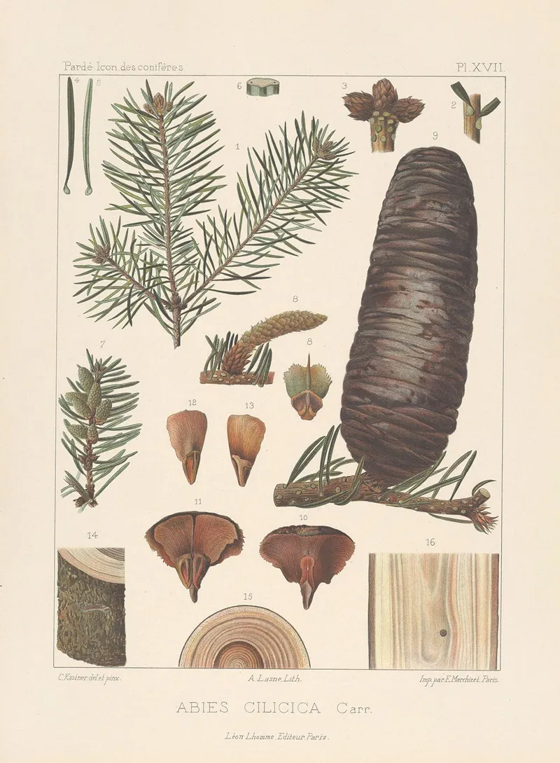 Iconographie Des Coniferes Pl 11 Wall Art by Léon Gabriel Charles Pardé - High-Resolution Digital Print