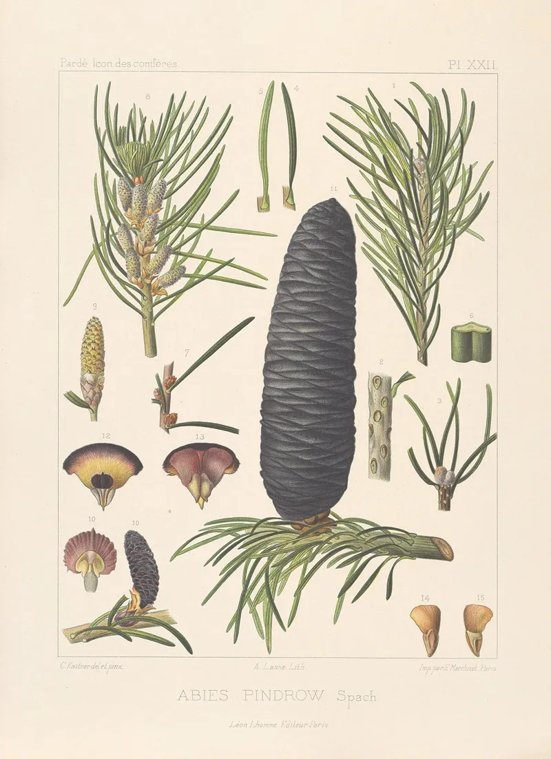 Iconographie Des Coniferes Pl 12 Wall Art by Léon Gabriel Charles Pardé - High-Resolution Digital Print