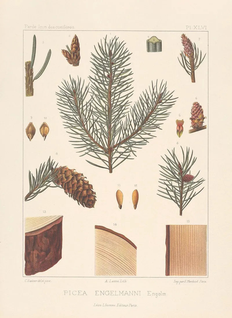 Iconographie Des Coniferes Pl 13 Wall Art by Léon Gabriel Charles Pardé - High-Resolution Digital Print