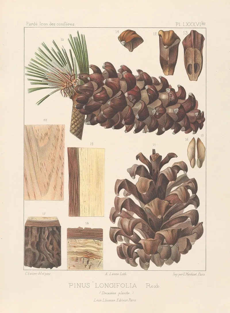 Iconographie Des Coniferes Pl 15 Wall Art by Léon Gabriel Charles Pardé - High-Resolution Digital Print