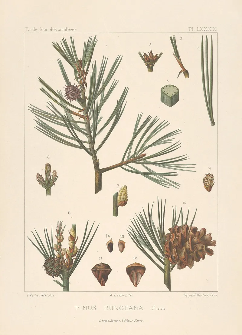 Iconographie Des Coniferes Pl 16 Wall Art by Léon Gabriel Charles Pardé - High-Resolution Digital Print