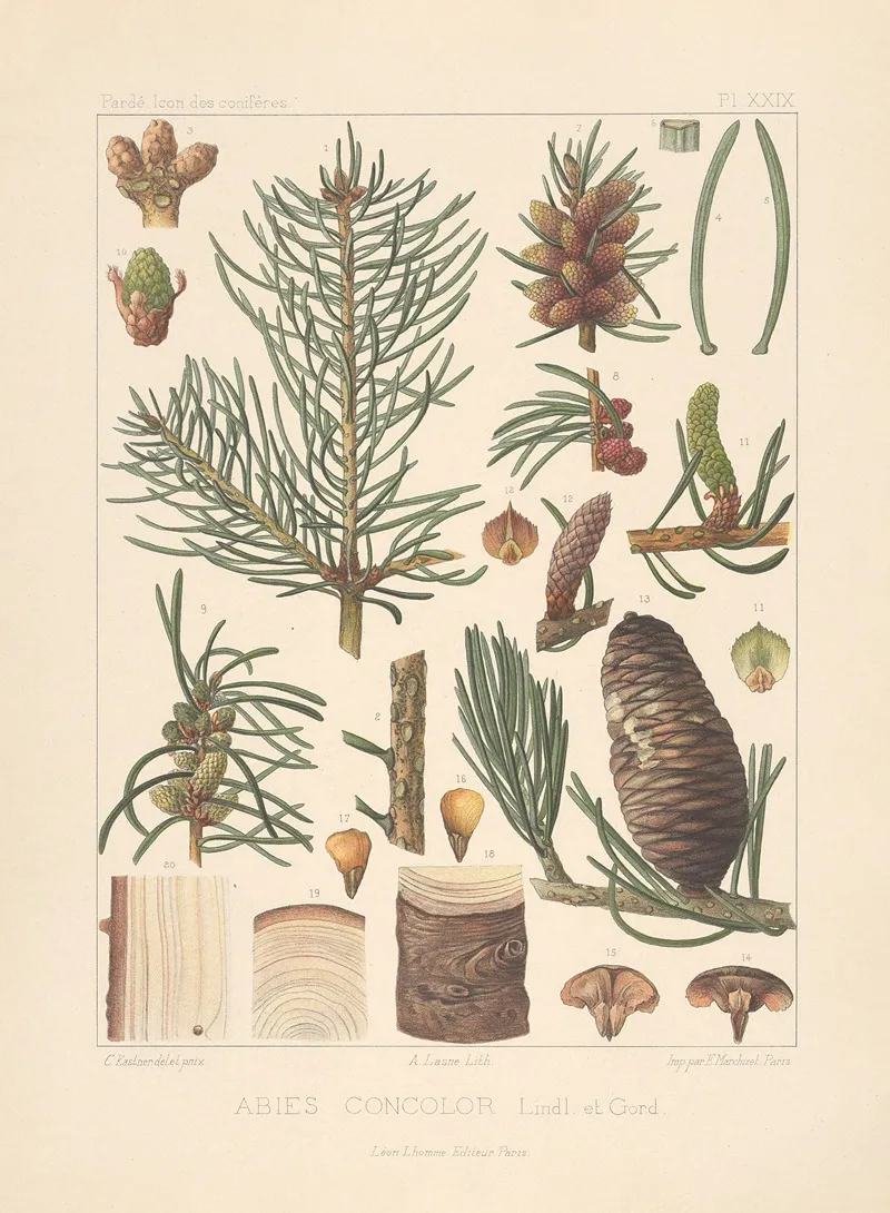 Iconographie Des Coniferes Pl 17 Wall Art by Léon Gabriel Charles Pardé - High-Resolution Digital Print