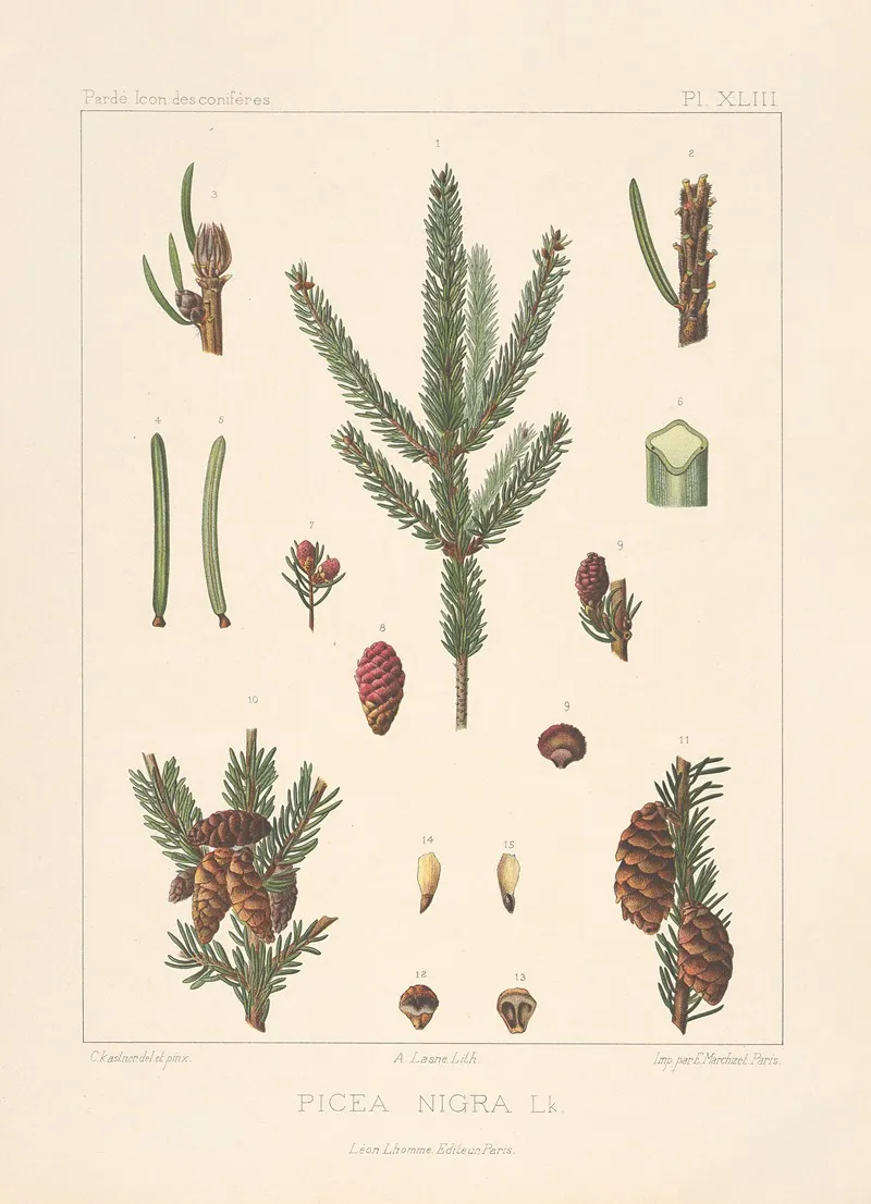 Iconographie Des Coniferes Pl 19 Wall Art by Léon Gabriel Charles Pardé - High-Resolution Digital Print