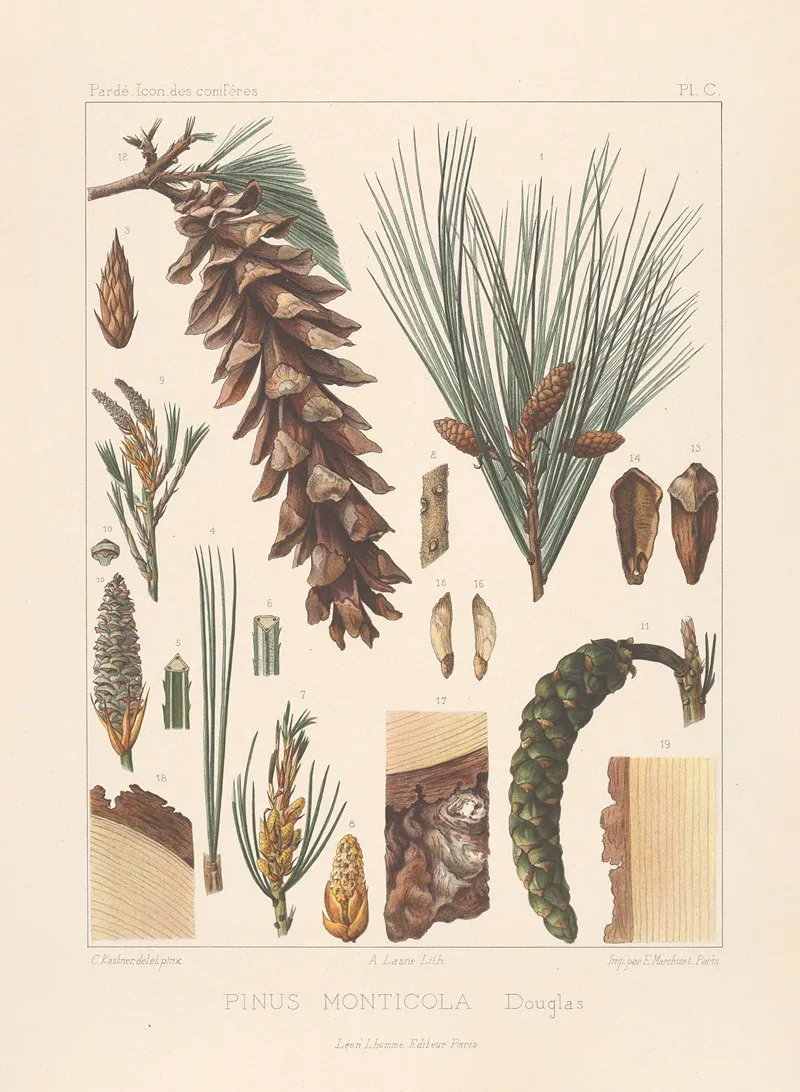 Iconographie Des Coniferes Pl 20 Wall Art by Léon Gabriel Charles Pardé - High-Resolution Digital Print