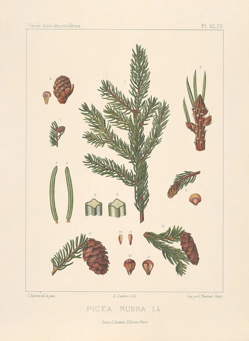 Iconographie Des Coniferes Pl 23 Wall Art by Léon Gabriel Charles Pardé - High-Resolution Digital Print