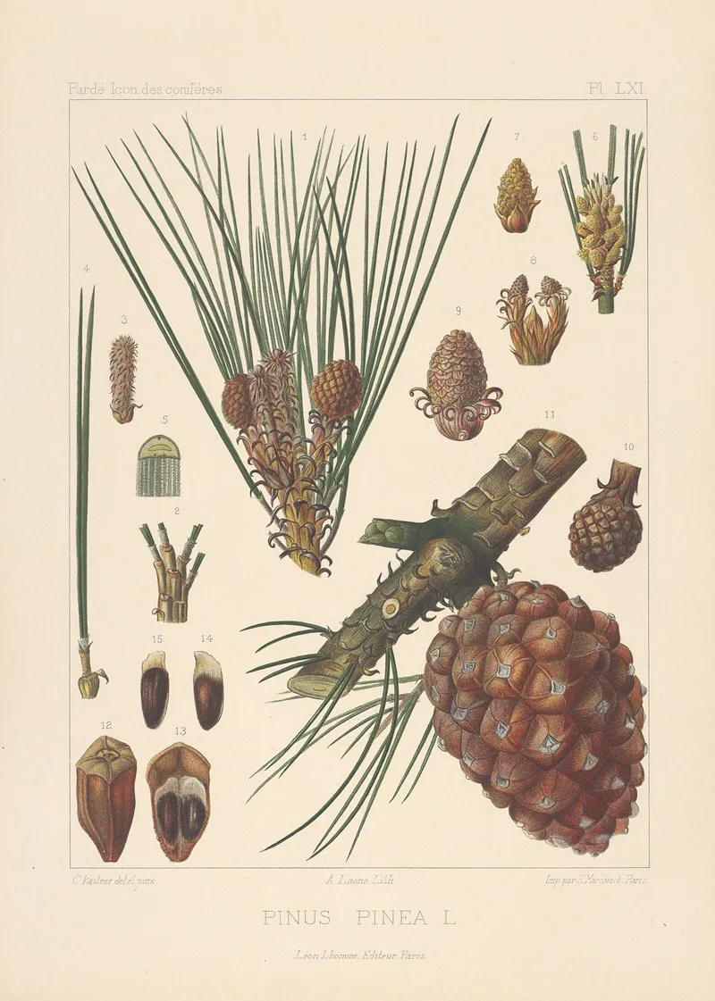 Iconographie Des Coniferes Pl 24 Wall Art by Léon Gabriel Charles Pardé - High-Resolution Digital Print