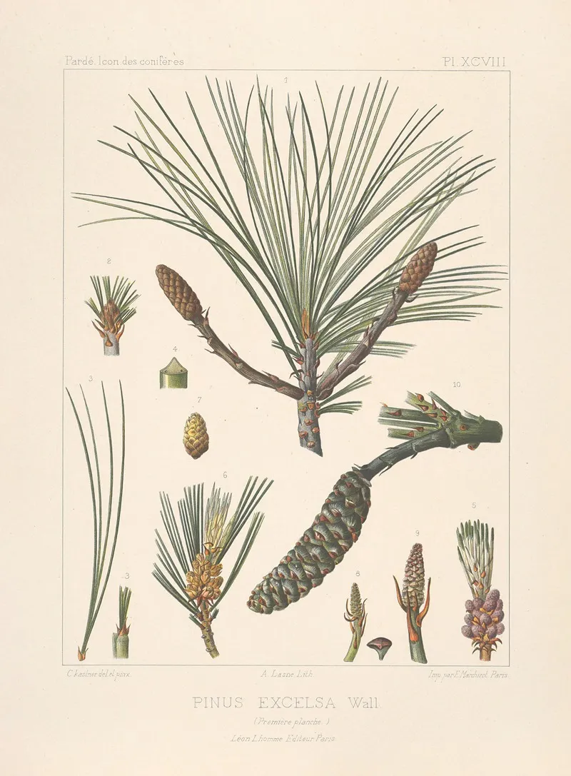 Iconographie Des Coniferes Pl 25 Wall Art by Léon Gabriel Charles Pardé - High-Resolution Digital Print