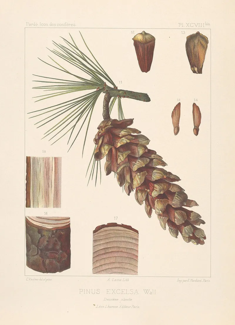 Iconographie Des Coniferes Pl 26 Wall Art by Léon Gabriel Charles Pardé - High-Resolution Digital Print