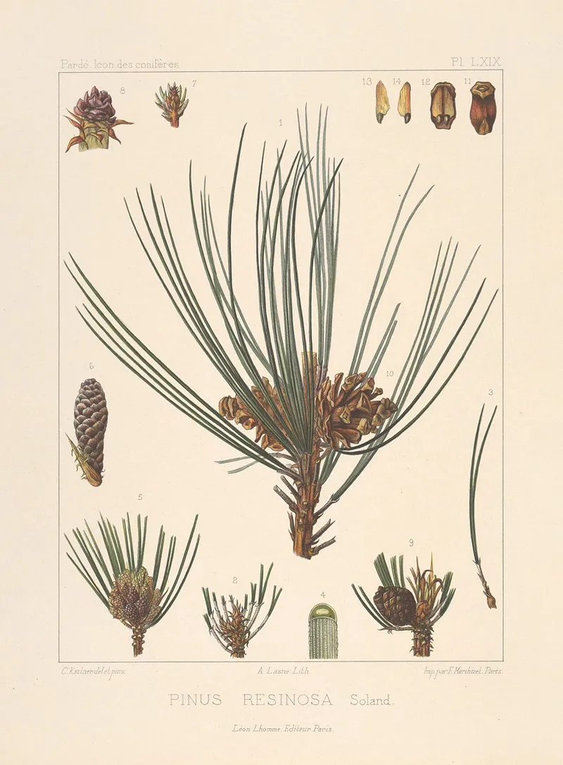 Iconographie Des Coniferes Pl 30 Wall Art by Léon Gabriel Charles Pardé - High-Resolution Digital Print