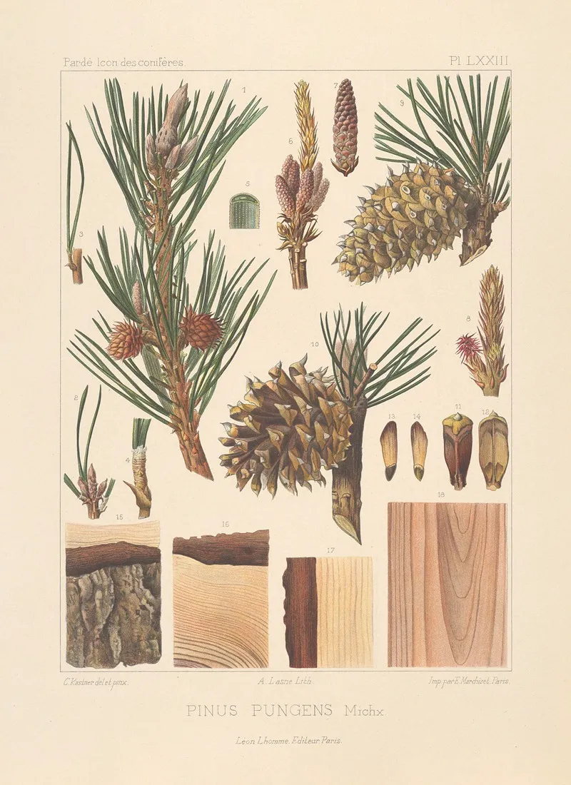 Iconographie Des Coniferes Pl 31 Wall Art by Léon Gabriel Charles Pardé - High-Resolution Digital Print