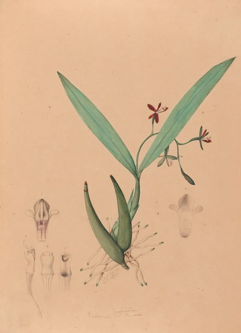 Iconographie Des Orchidees Du Bresil Pl 09 Wall Art by João Barbosa Rodrigues - High-Resolution Digital Print