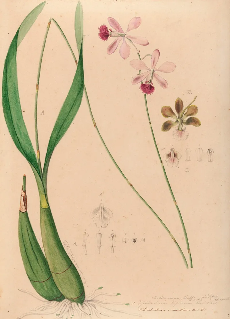 Iconographie Des Orchidees Du Bresil Pl 13 Wall Art by João Barbosa Rodrigues - High-Resolution Digital Print