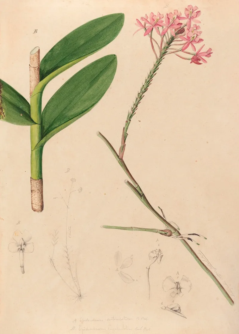 Iconographie Des Orchidees Du Bresil Pl 29 Wall Art by João Barbosa Rodrigues - High-Resolution Digital Print