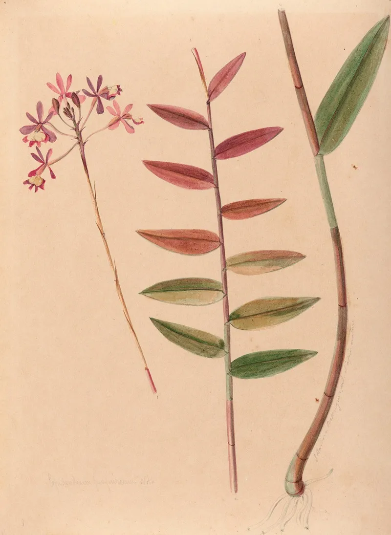 Iconographie Des Orchidees Du Bresil Pl 30 Wall Art by João Barbosa Rodrigues - High-Resolution Digital Print