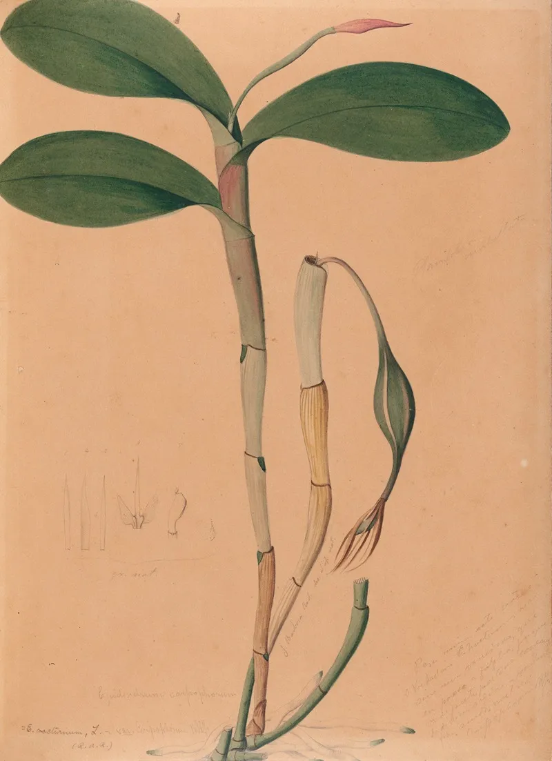 Iconographie Des Orchidees Du Bresil Pl 31 Wall Art by João Barbosa Rodrigues - High-Resolution Digital Print