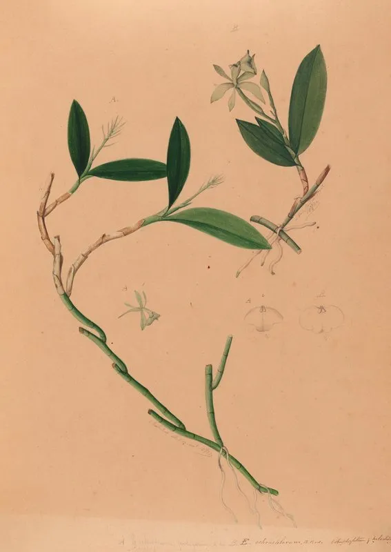 Iconographie Des Orchidees Du Bresil Pl 34 Wall Art by João Barbosa Rodrigues - High-Resolution Digital Print