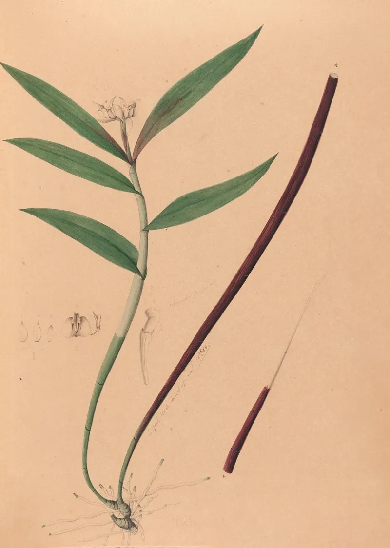 Iconographie Des Orchidees Du Bresil Pl 36 Wall Art by João Barbosa Rodrigues - High-Resolution Digital Print
