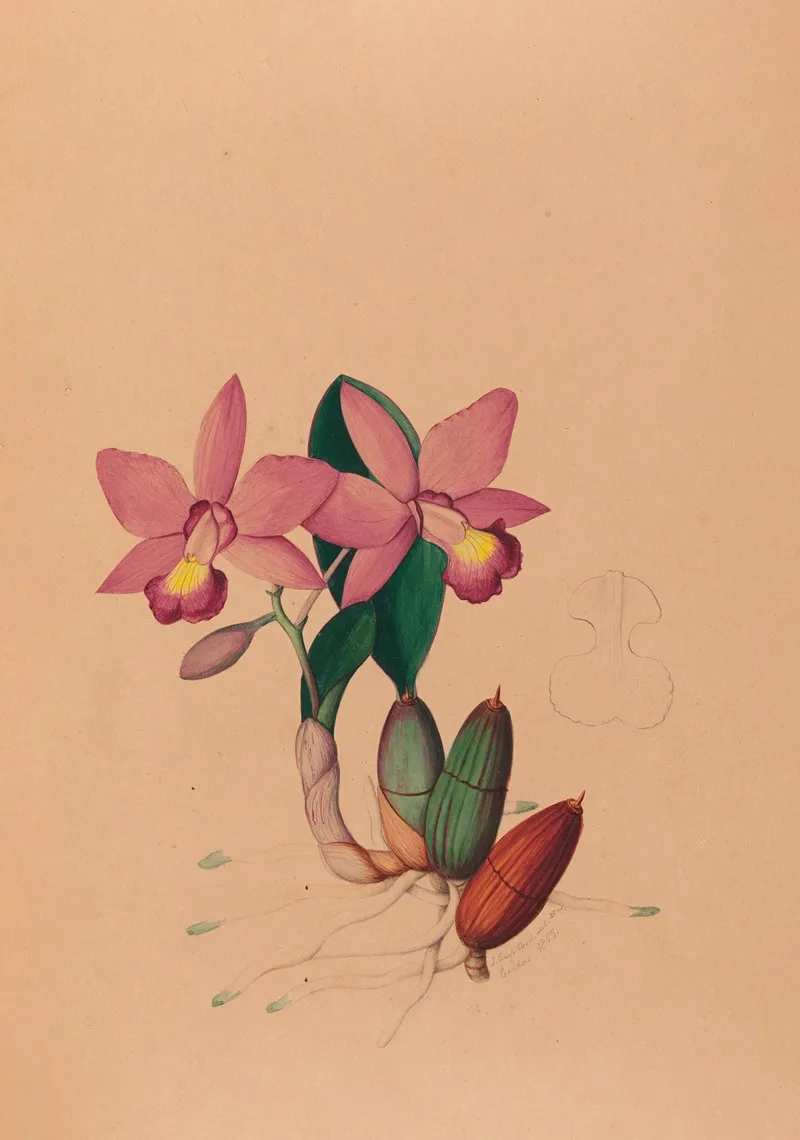 Iconographie Des Orchidees Du Bresil Pl 45 Wall Art by João Barbosa Rodrigues - High-Resolution Digital Print