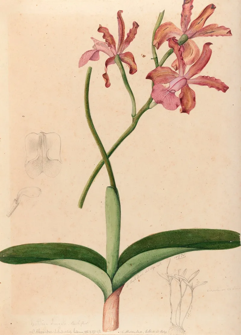 Iconographie Des Orchidees Du Bresil Pl 47 Wall Art by João Barbosa Rodrigues - High-Resolution Digital Print