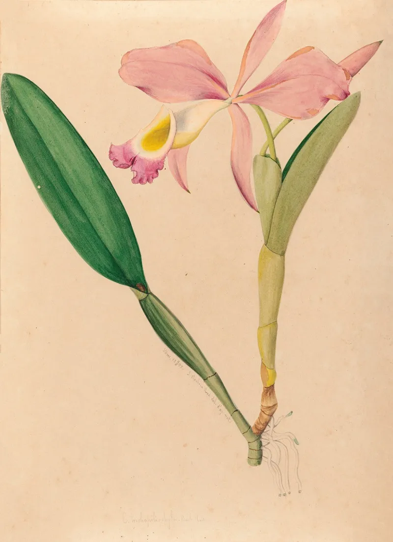 Iconographie Des Orchidees Du Bresil Pl 49 Wall Art by João Barbosa Rodrigues - High-Resolution Digital Print