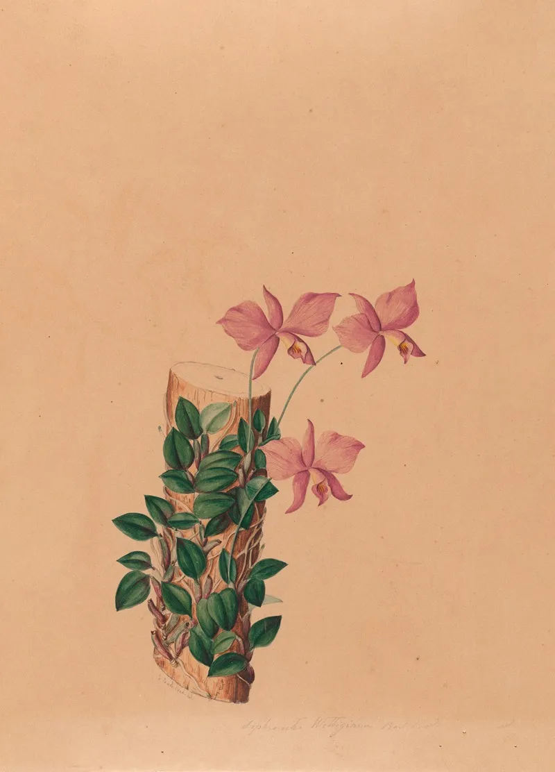 Iconographie Des Orchidees Du Bresil Pl 54 Wall Art by João Barbosa Rodrigues - High-Resolution Digital Print