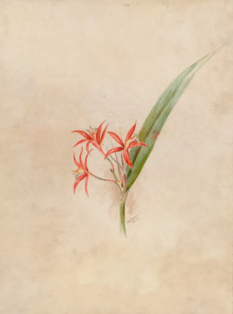 Iconographie Des Orchidees Du Bresil Pl 61 Wall Art by João Barbosa Rodrigues - High-Resolution Digital Print
