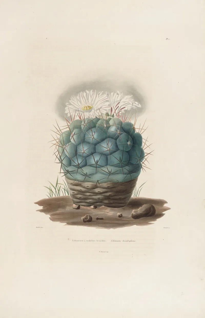 Iconographie Descriptive Des Cactees Pl 02 Wall Art by Charles Antoine Lemaire - High-Resolution Digital Print