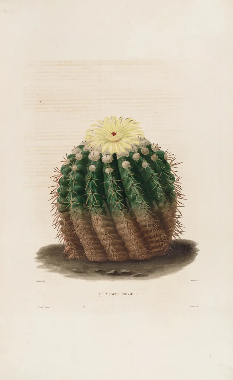 Iconographie Descriptive Des Cactees Pl 04 Wall Art by Charles Antoine Lemaire - High-Resolution Digital Print