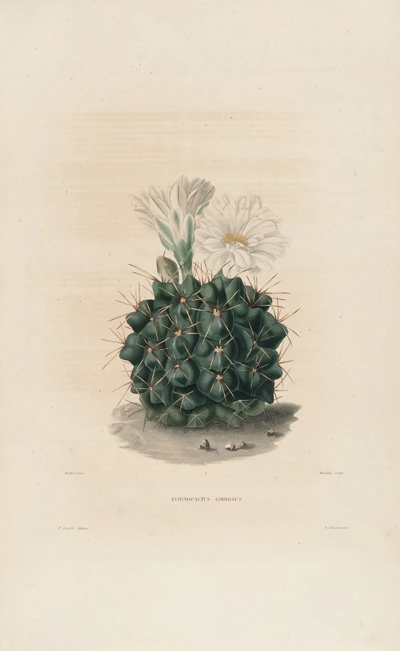 Iconographie Descriptive Des Cactees Pl 06 Wall Art by Charles Antoine Lemaire - High-Resolution Digital Print