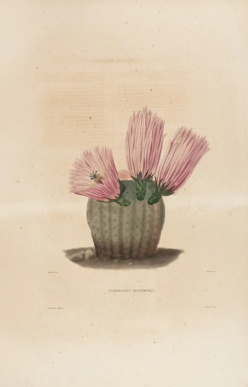 Iconographie Descriptive Des Cactees Pl 08 Wall Art by Charles Antoine Lemaire - High-Resolution Digital Print