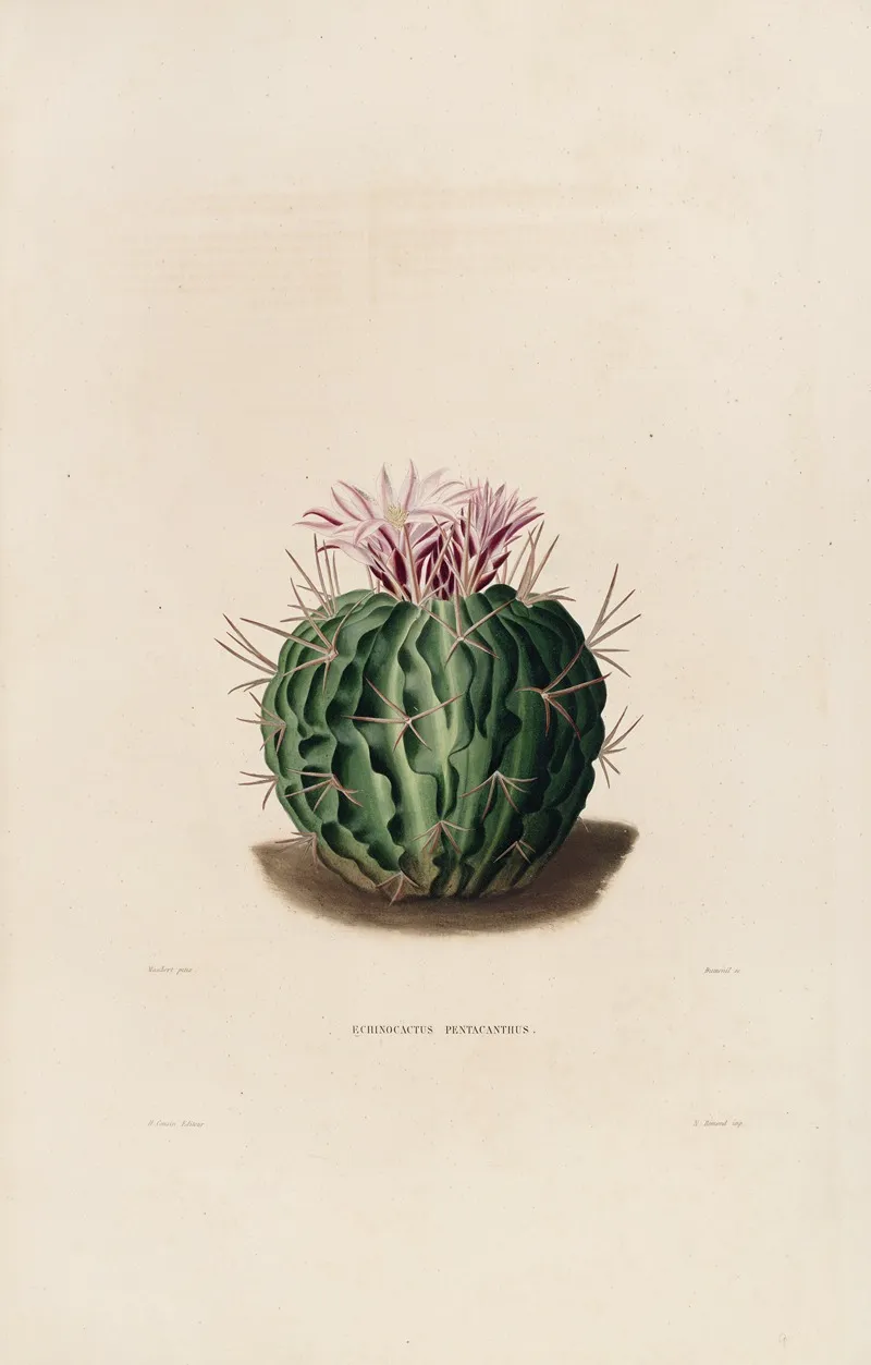 Iconographie Descriptive Des Cactees Pl 09 Wall Art by Charles Antoine Lemaire - High-Resolution Digital Print