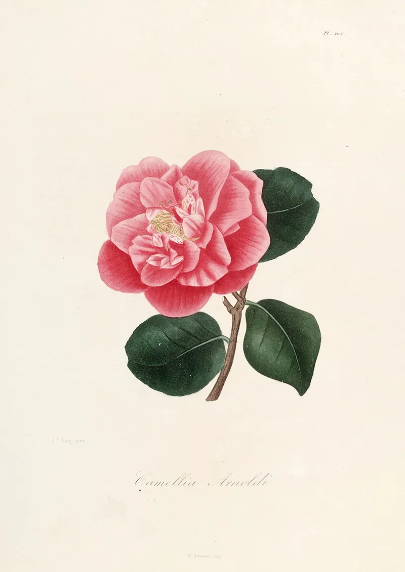 Iconographie Du Genre C̲a̲m̲e̲l̲l̲i̲a̲ Pl 002 Wall Art by Lorenzo Berlèse - High-Resolution Digital Print
