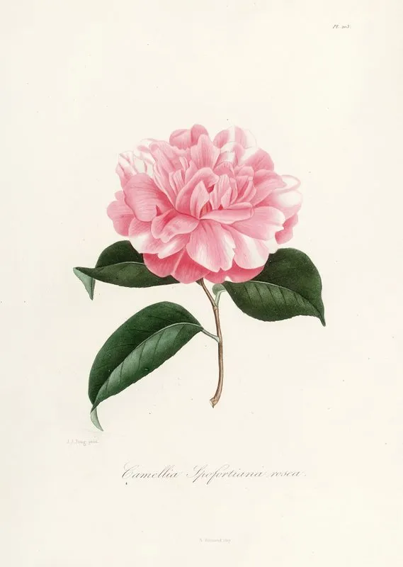 Iconographie Du Genre C̲a̲m̲e̲l̲l̲i̲a̲ Pl 003 Wall Art by Lorenzo Berlèse - High-Resolution Digital Print