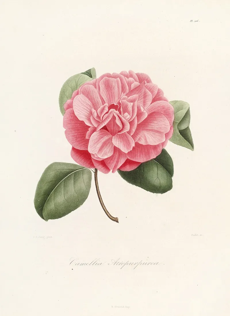 Iconographie Du Genre C̲a̲m̲e̲l̲l̲i̲a̲ Pl 006 Wall Art by Lorenzo Berlèse - High-Resolution Digital Print