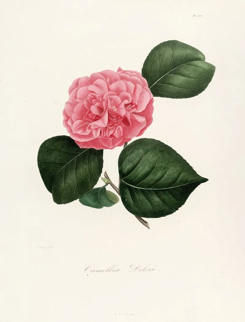 Iconographie Du Genre C̲a̲m̲e̲l̲l̲i̲a̲ Pl 007 Wall Art by Lorenzo Berlèse - High-Resolution Digital Print