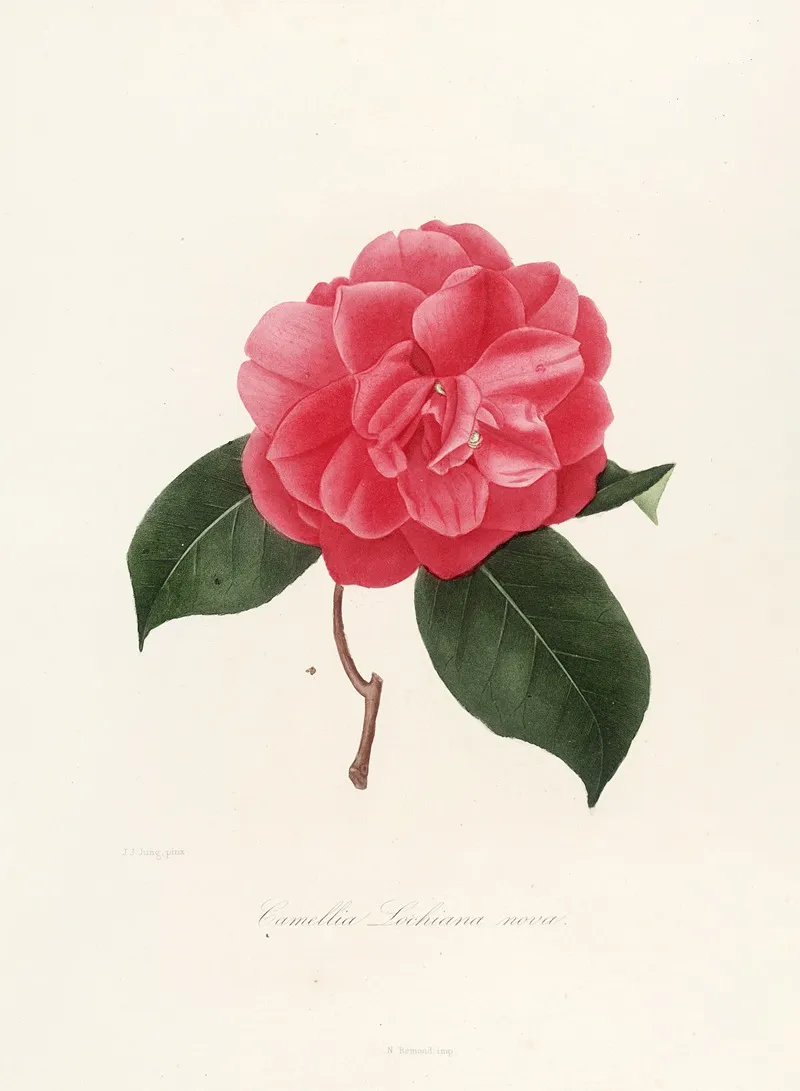 Iconographie Du Genre C̲a̲m̲e̲l̲l̲i̲a̲ Pl 008 Wall Art by Lorenzo Berlèse - High-Resolution Digital Print