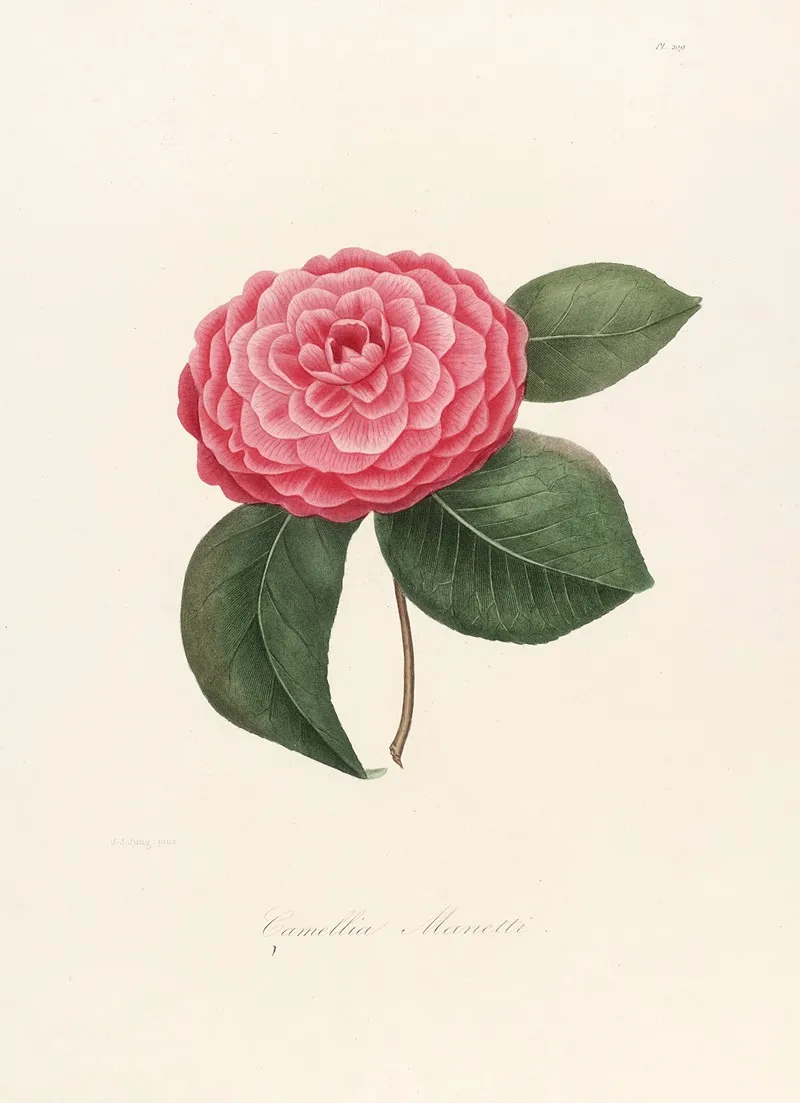 Iconographie Du Genre C̲a̲m̲e̲l̲l̲i̲a̲ Pl 009 Wall Art by Lorenzo Berlèse - High-Resolution Digital Print