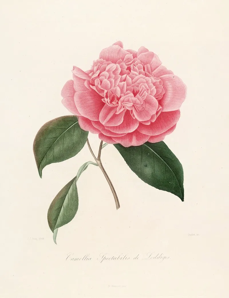 Iconographie Du Genre C̲a̲m̲e̲l̲l̲i̲a̲ Pl 010 Wall Art by Lorenzo Berlèse - High-Resolution Digital Print