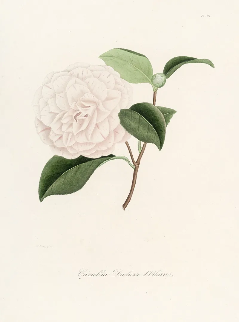 Iconographie Du Genre C̲a̲m̲e̲l̲l̲i̲a̲ Pl 012 Wall Art by Lorenzo Berlèse - High-Resolution Digital Print